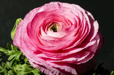 Bahçedeki pembe gül, yakın görüş