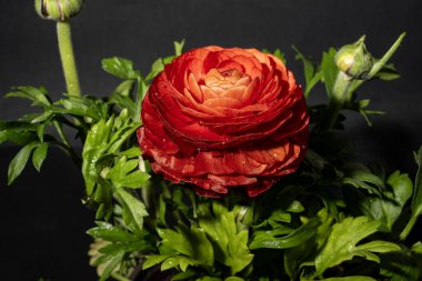 Vazoda kırmızı şakayık çiçeği