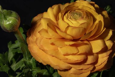 Sarı gül, yakın görüş, yaz konsepti