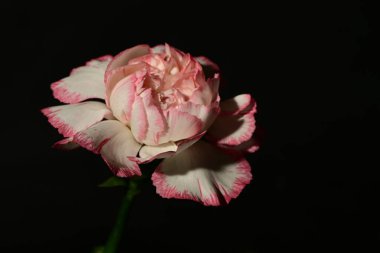 Siyah arka planda güzel karanfil çiçeği