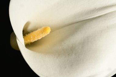 Siyah arka planda güzel bir zambak çiçeği