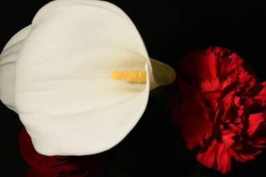 Koyu arkaplandaki güzel çiçekleri kapat 