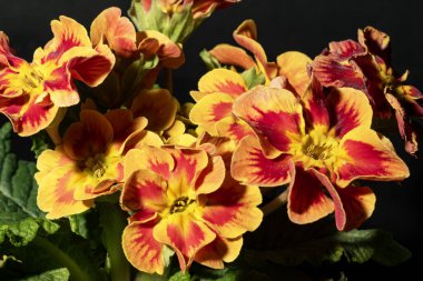 Koyu arkaplandaki güzel çiçekleri kapat. 