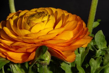 Sarı gül, yakın görüş, yaz konsepti