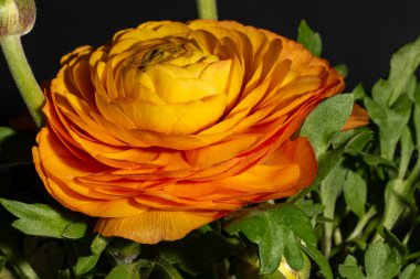 Sarı gül, yakın görüş, yaz konsepti