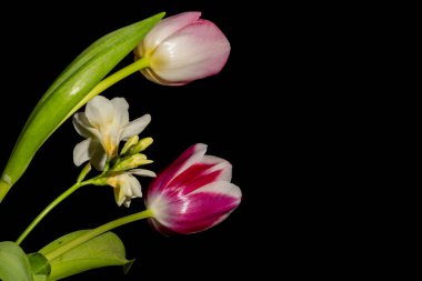 Koyu arkaplandaki güzel çiçekleri kapat 