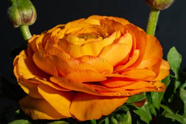 Sarı gül, yakın görüş, yaz konsepti