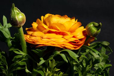 Sarı gül, yakın görüş, yaz konsepti