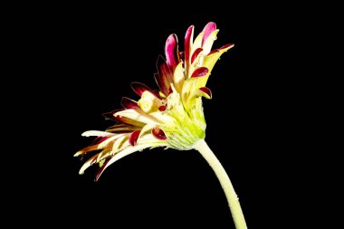 Siyah arka planda güzel karanfil çiçeği   