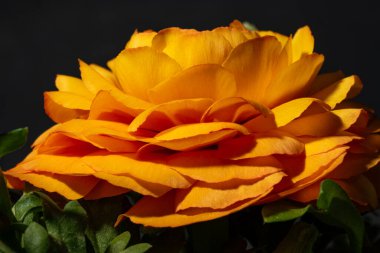 Sarı gül, yakın görüş, yaz konsepti