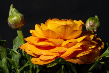 Sarı gül, yakın görüş, yaz konsepti