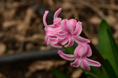 # Bahçedeki çiçeklere pembe yazılar #