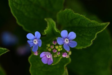 Bahçede büyüyen güzel mor çiçekler, yakın plan..