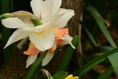 Bahçedeki nergis çiçeği 