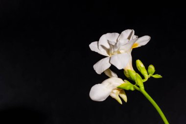 Koyu arkaplandaki güzel çiçekleri kapat 