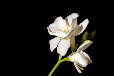 Siyah cam zemin üzerinde beyaz zambak çiçekleri izole