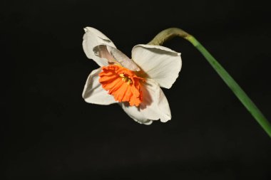 Siyah arkaplanda güzel nergis çiçeği