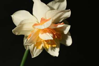 güzel sarı dafdil çiçeği siyah arkaplanda, yakın plan