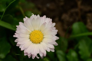 beautiful bright  daisy flower in garden 