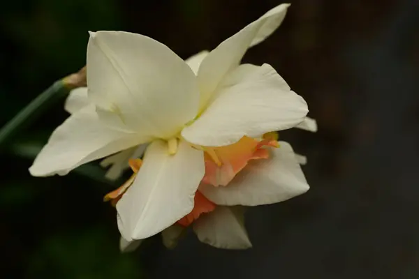 stock image beautiful daffodil  flower on black background