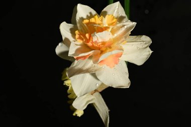 Siyah arka planda güzel nergis çiçekleri