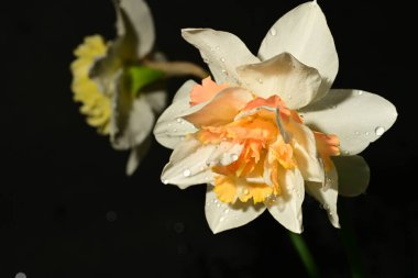 Siyah arka planda güzel nergis çiçekleri