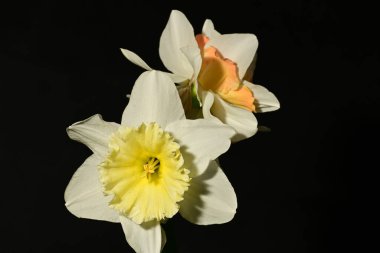 Siyah arka planda güzel nergis çiçekleri