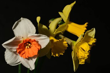 Siyah arka planda güzel nergis çiçekleri