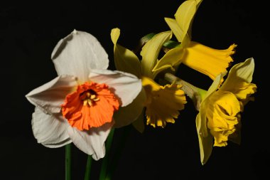 Siyah arka planda güzel nergis çiçekleri