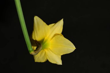 Siyah arkaplanda güzel nergis çiçeği