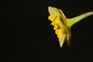 Siyah arkaplanda güzel nergis çiçeği