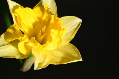 Siyah arkaplanda güzel nergis çiçeği