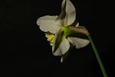 Siyah arkaplanda güzel nergis çiçeği