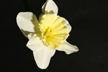 Siyah arkaplanda güzel nergis çiçeği