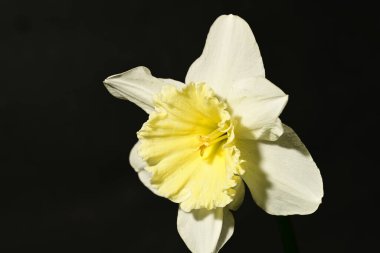 Siyah arkaplanda güzel nergis çiçeği