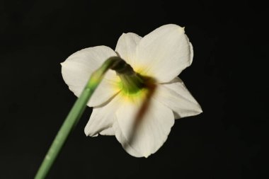 Siyah arkaplanda güzel nergis çiçeği