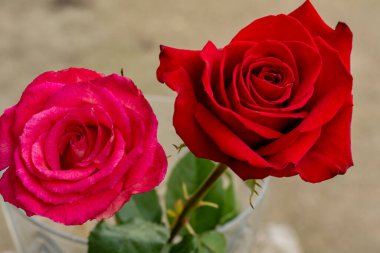 Güzel güller, stüdyo fotoğrafları.