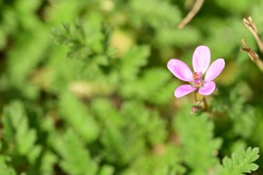 bahçede büyüyen güzel pembe çiçekler