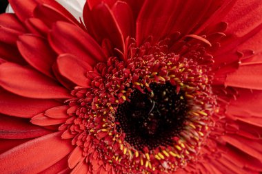Kırmızı gerbera çiçek yakın çekim