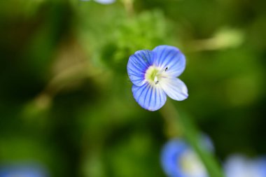 Yeşil çimenlerin üzerinde mavi çiçekler