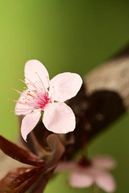 Bahçedeki ağaçta güzel kiraz çiçekleri