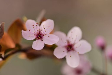 Bahçedeki ağaçta güzel kiraz çiçekleri