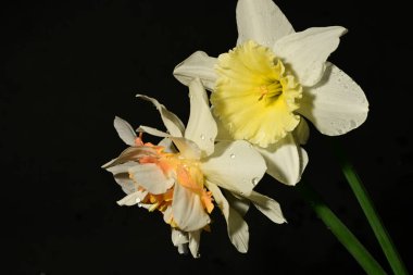 Siyah arka planda güzel nergis çiçekleri