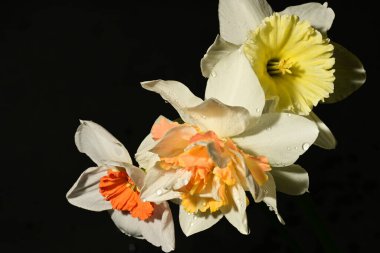 Siyah arka planda güzel nergis çiçekleri