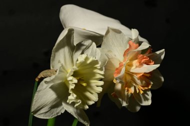 Siyah arka planda güzel parlak çiçekler