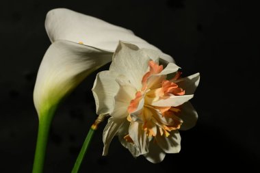 Siyah arka planda güzel parlak çiçekler