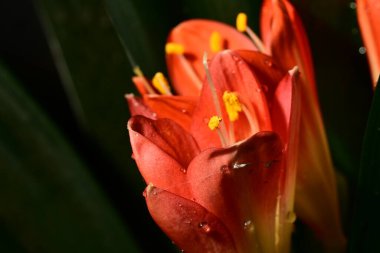 Siyah arka planda güzel parlak çiçekler