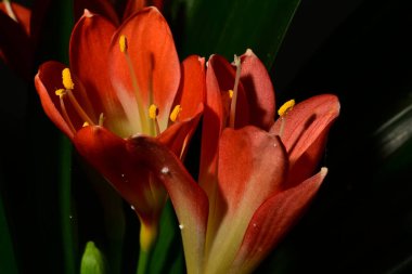 Siyah arka planda güzel parlak çiçekler