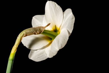 Koyu arkaplandaki güzel nergis ağacını kapat. 
