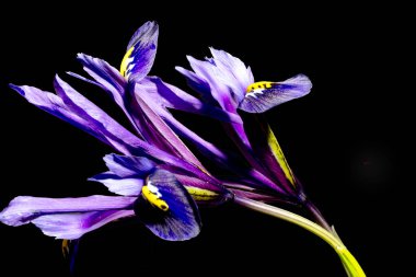 Güzel çiçekler, çiçekli arka plan, kapat.